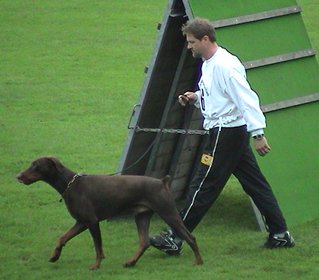 Willy Venjacob mit Asco von der Burgstaette