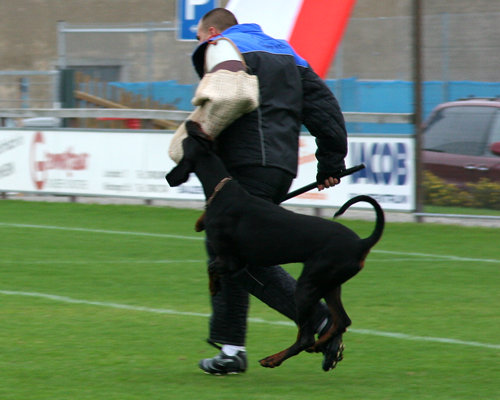 Frank Steiner mit Devil vom Suedharz