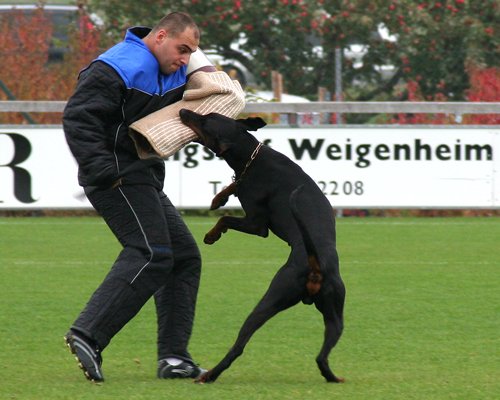 Frank Steiner mit Devil vom Suedharz