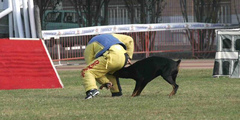 Belastung des Hundes nach dem Anbiss in der Revolverflucht