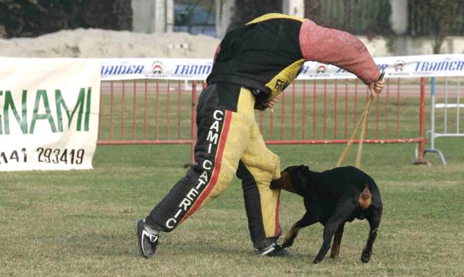 Belastung des Hundes mit Stock