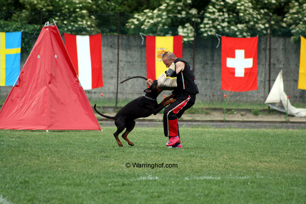 Comet vom Burghof