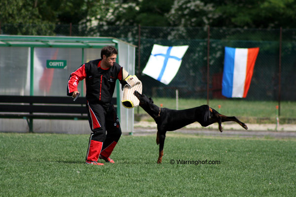 Ringo vom Burgwald