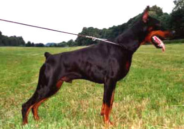 Dobermann Aramis Amor v. Ashanti