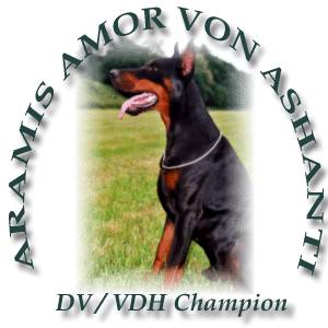 Dobermann Aramis Artos v. Ashati