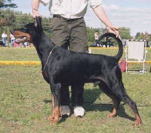 Dobermann BryanStam's Rigel-Rebel