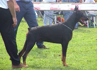 Yarrzor v. d. Doberhoeve