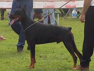 Yarrzor v. d. Doberhoeve