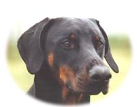 Dobermann Noran