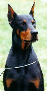 Dobermann Onyx Royal-Bell, inter. Multi-Ch.