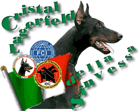 Dobermann male Cristal Lagerfeld della Sinvessa