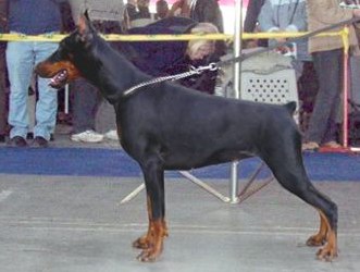 ex1 CWC CACIB BOS Sant Kreal Riorita