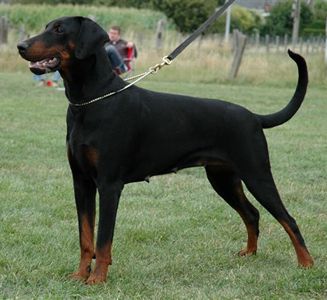 Eena from the Dobergang